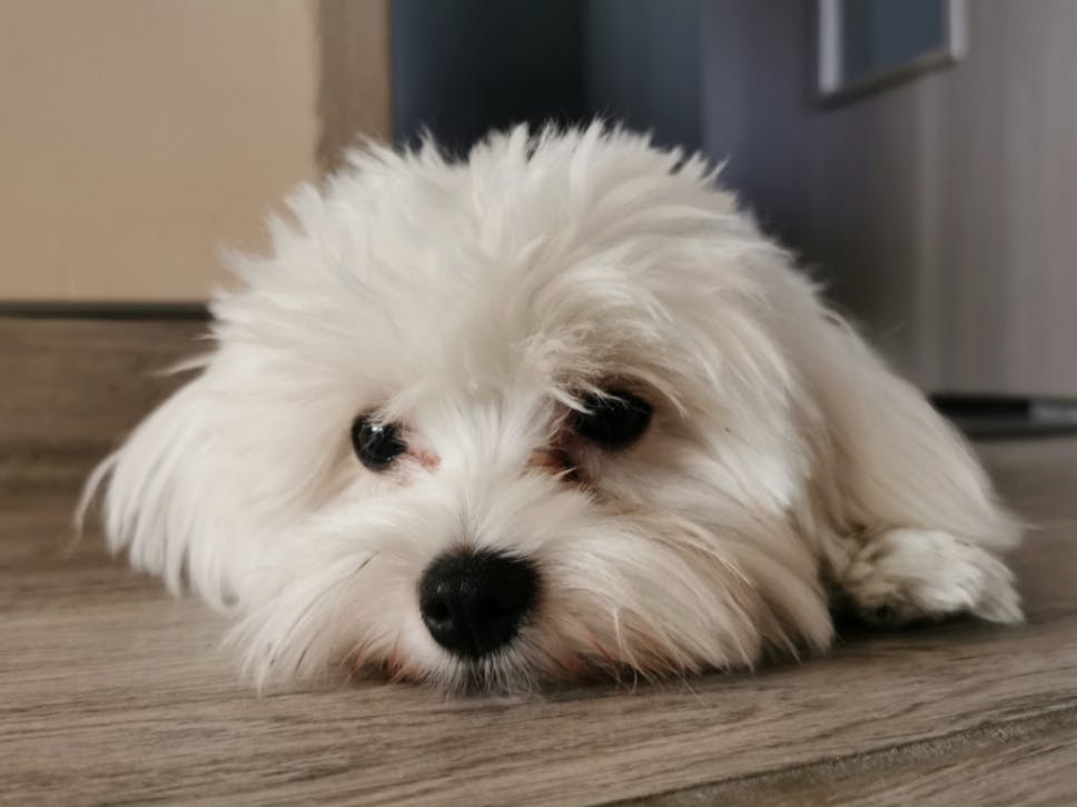 Bichon couché