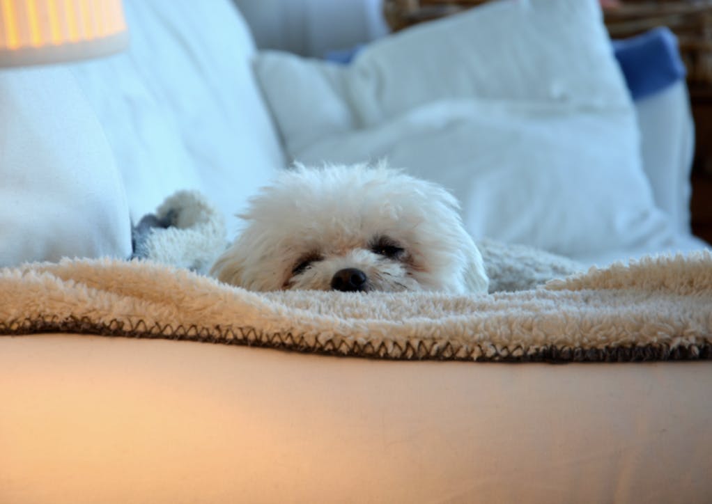 Petit Bichon blotti dans les couvertures