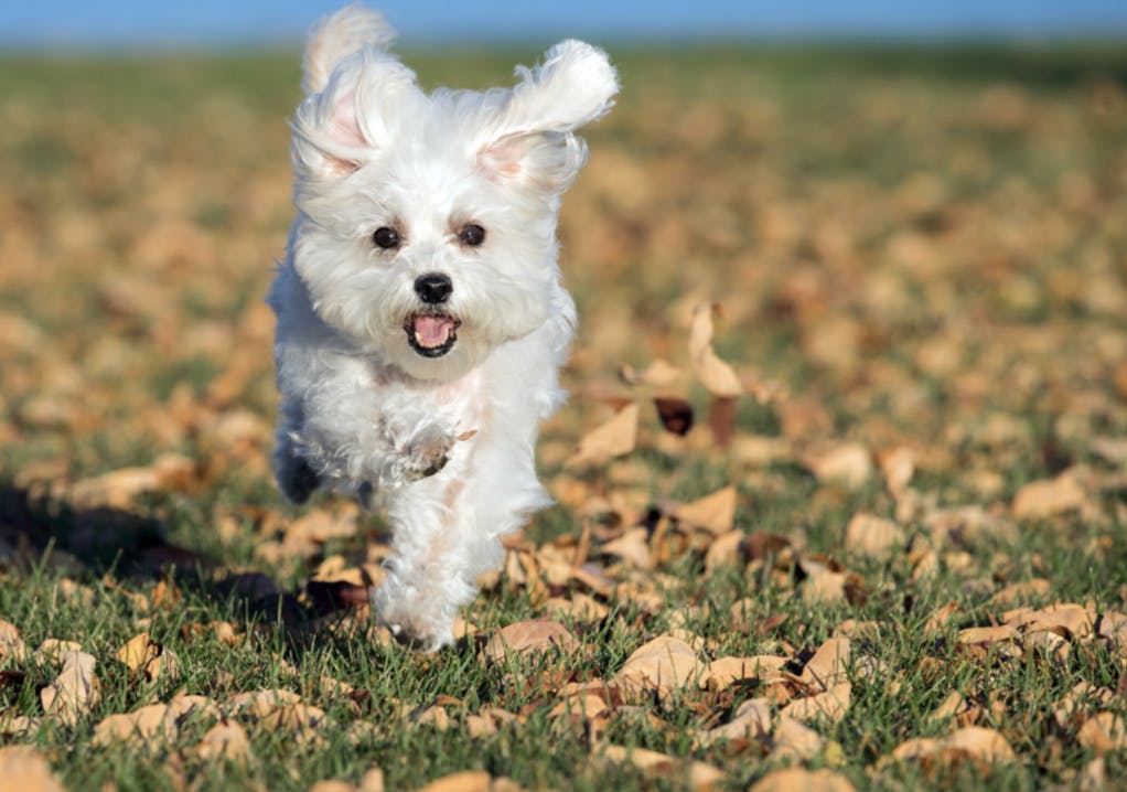 Bichon qui court dans les feuilles d'automne