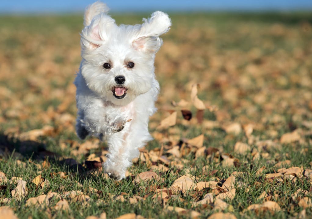 Bichon qui court dans les feuilles d'automne 