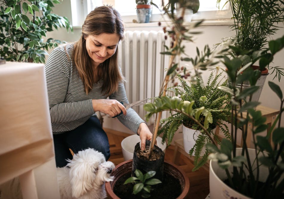 Femme qui change ses plantes avec un Bichon Maltais