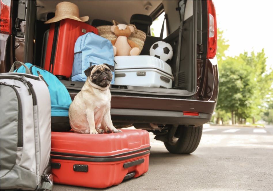 Carlin assis sur une valise en attendant le départ en vacances