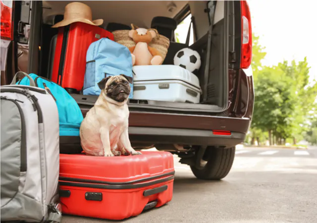 Carlin assis sur une valise en attendant le départ en vacances