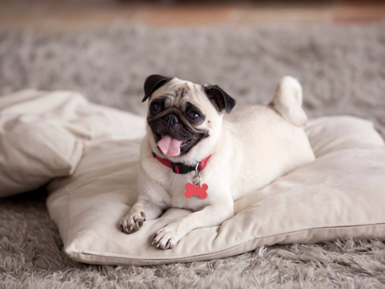 Carlin couché sur un coussin