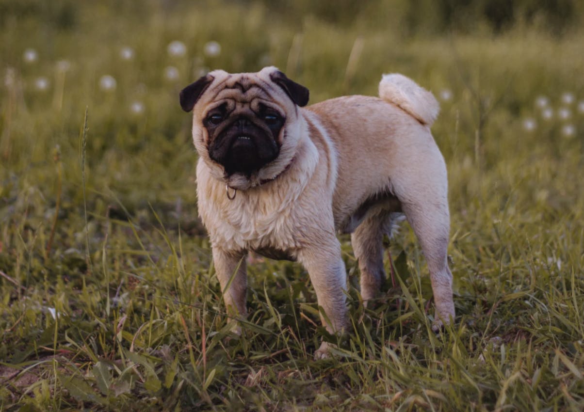 Petit Carlin qui profite de l'herbe