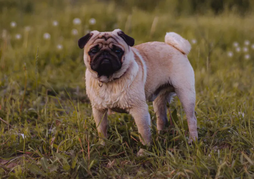 Petit Carlin qui profite de l'herbe