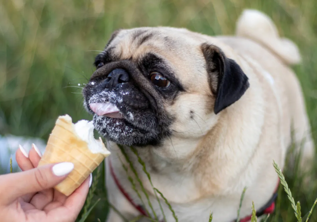 Carlin qui mange une glace