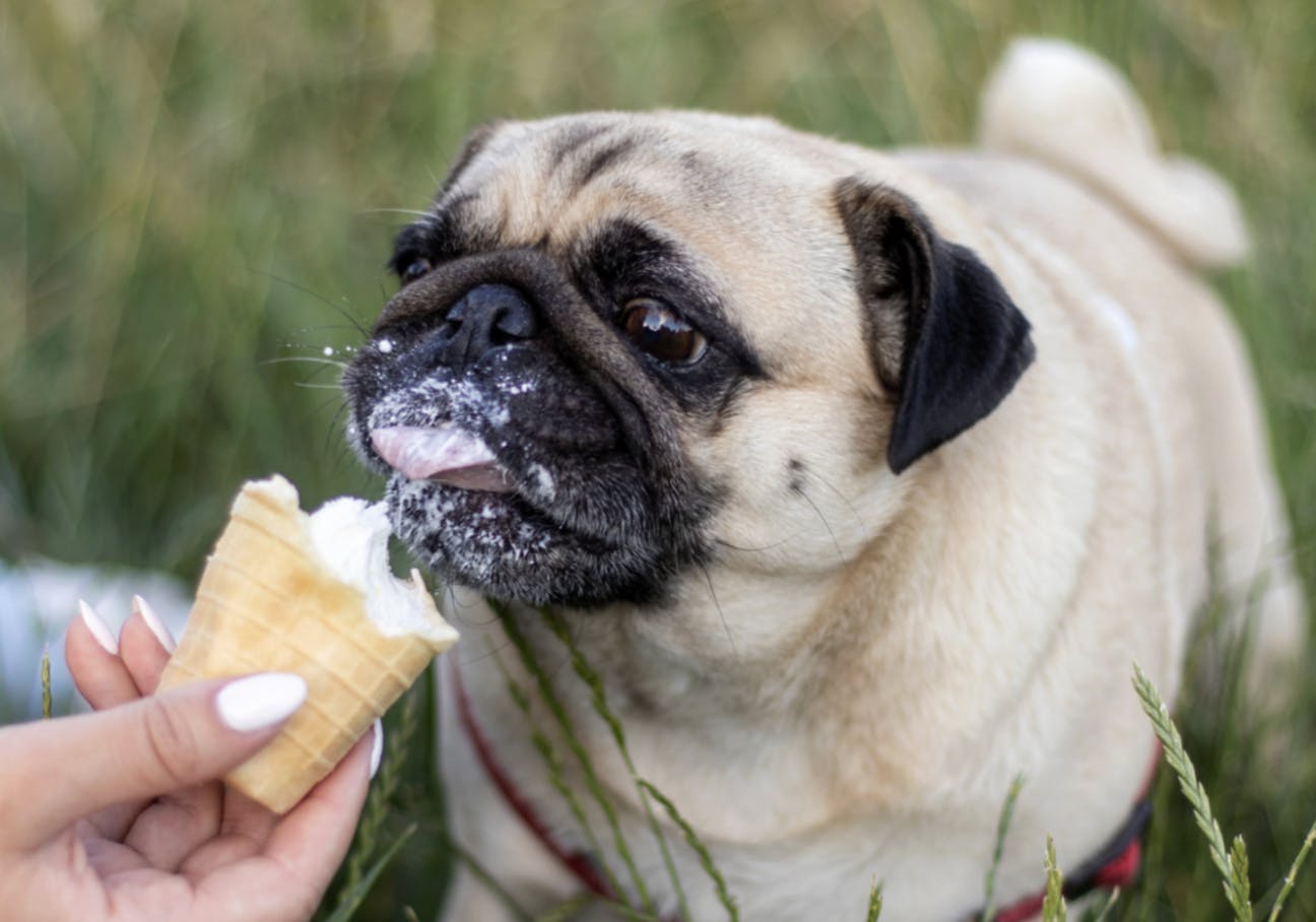 Carlin qui mange une glace