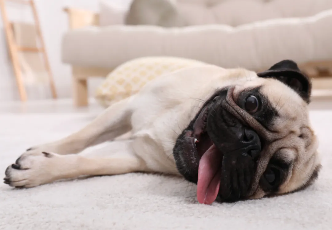 Carlin qui tire la langue, couché sur le tapis