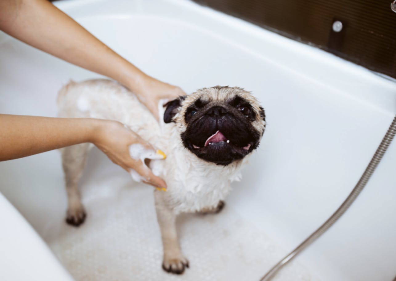 Carlin qui se fait toiletter dans un bain