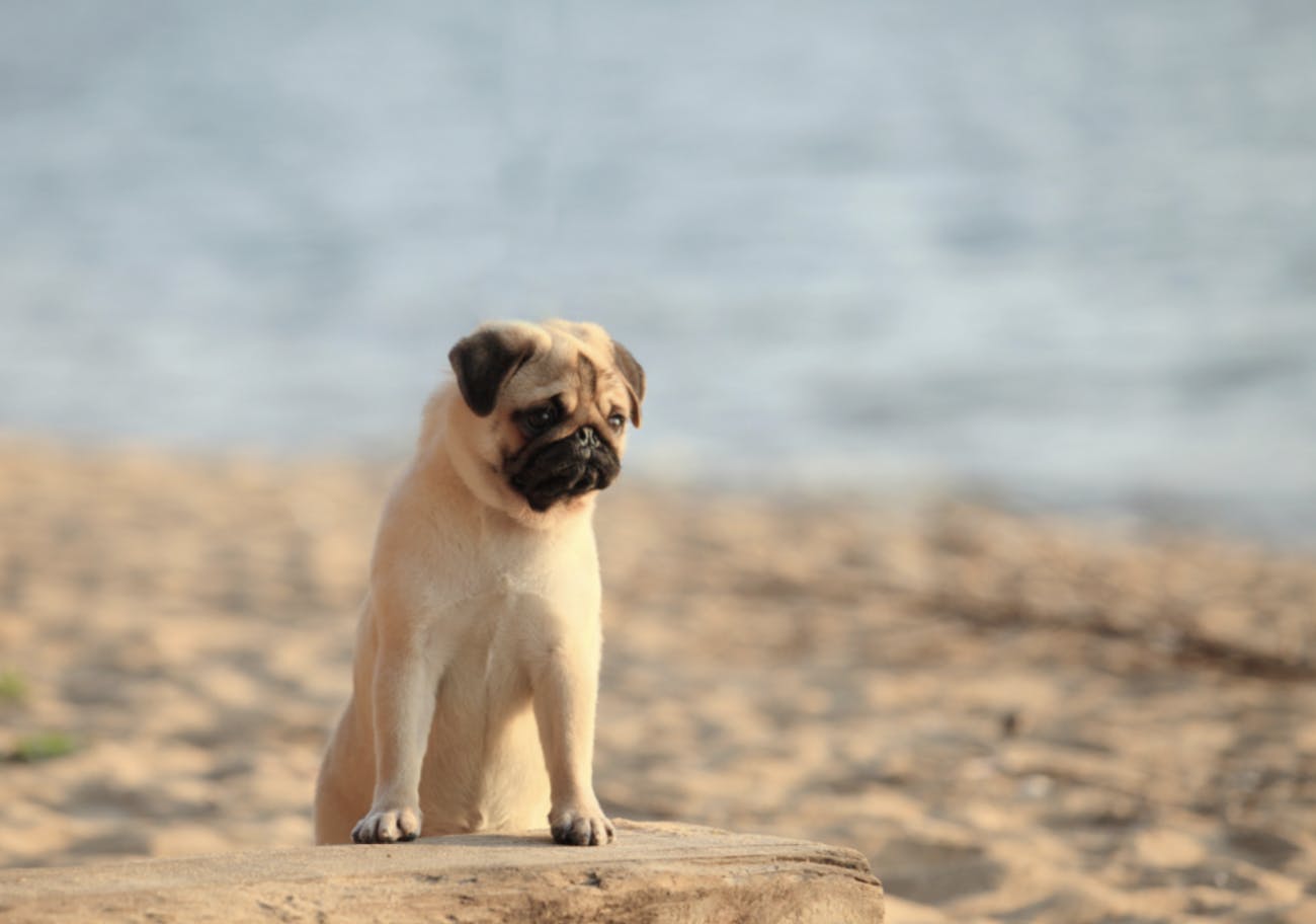 Carlin assis sur le sable