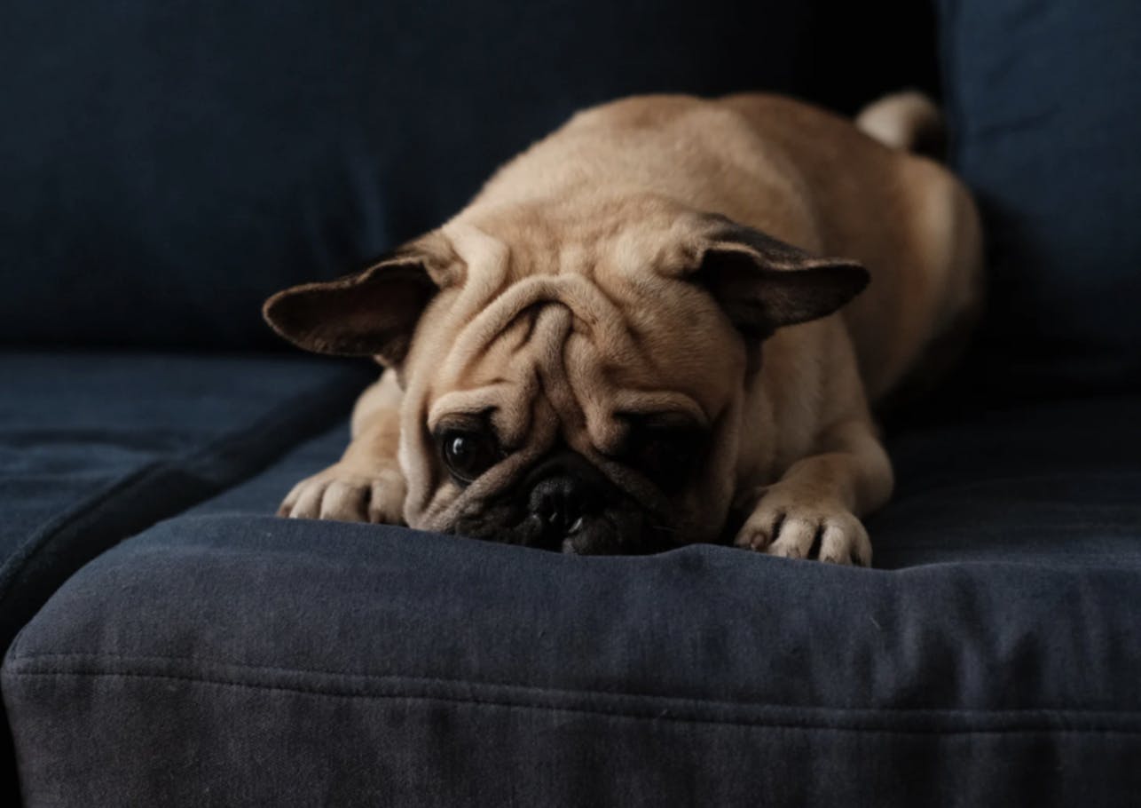 Carlin couché sur un joli canapé bleu