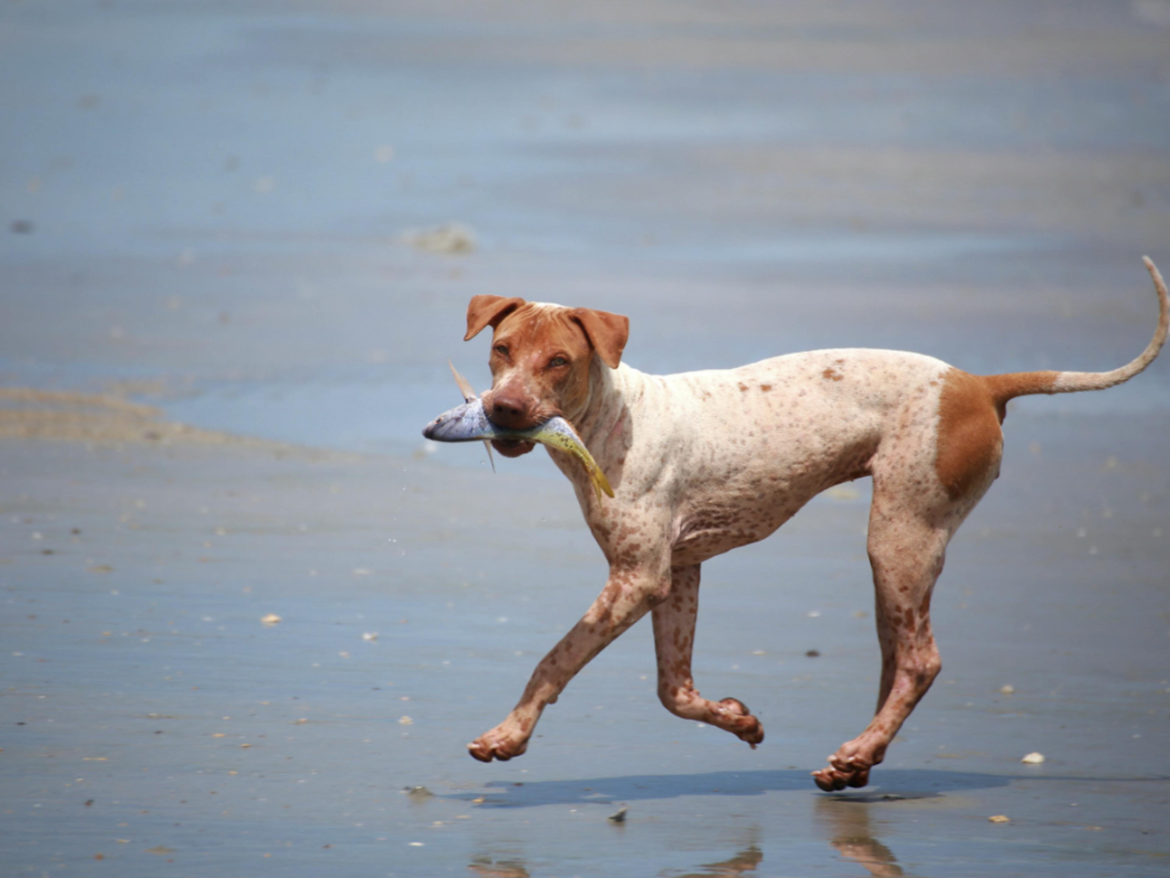 Chien qui court sur la plage avec un poisson dans la gueule