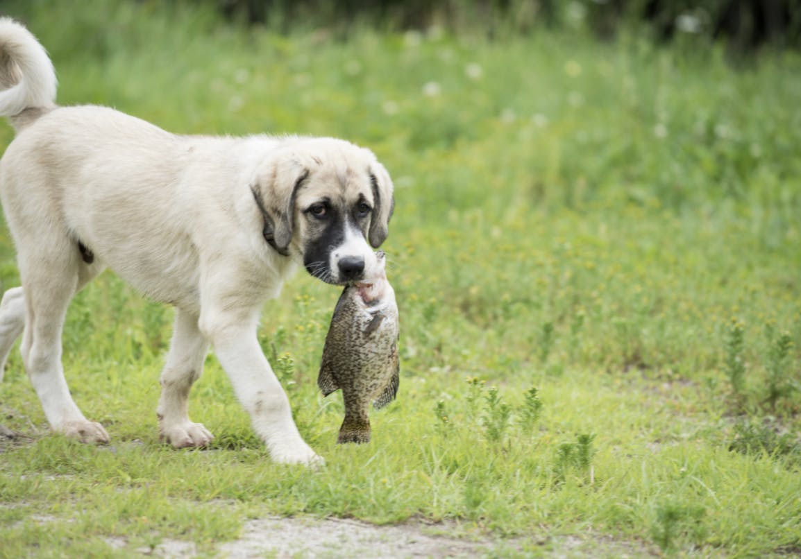 Chiot Kangal avec un poisson dans la bouche