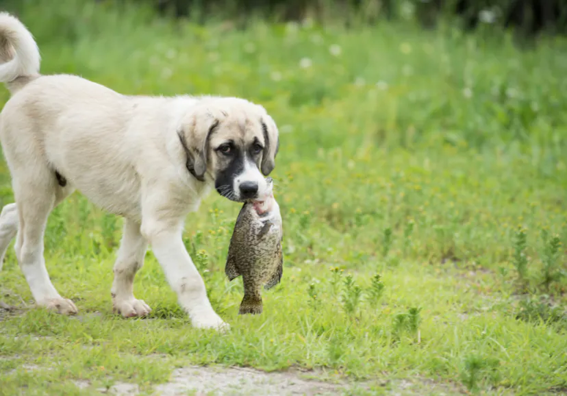Chiot Kangal avec un poisson dans la bouche
