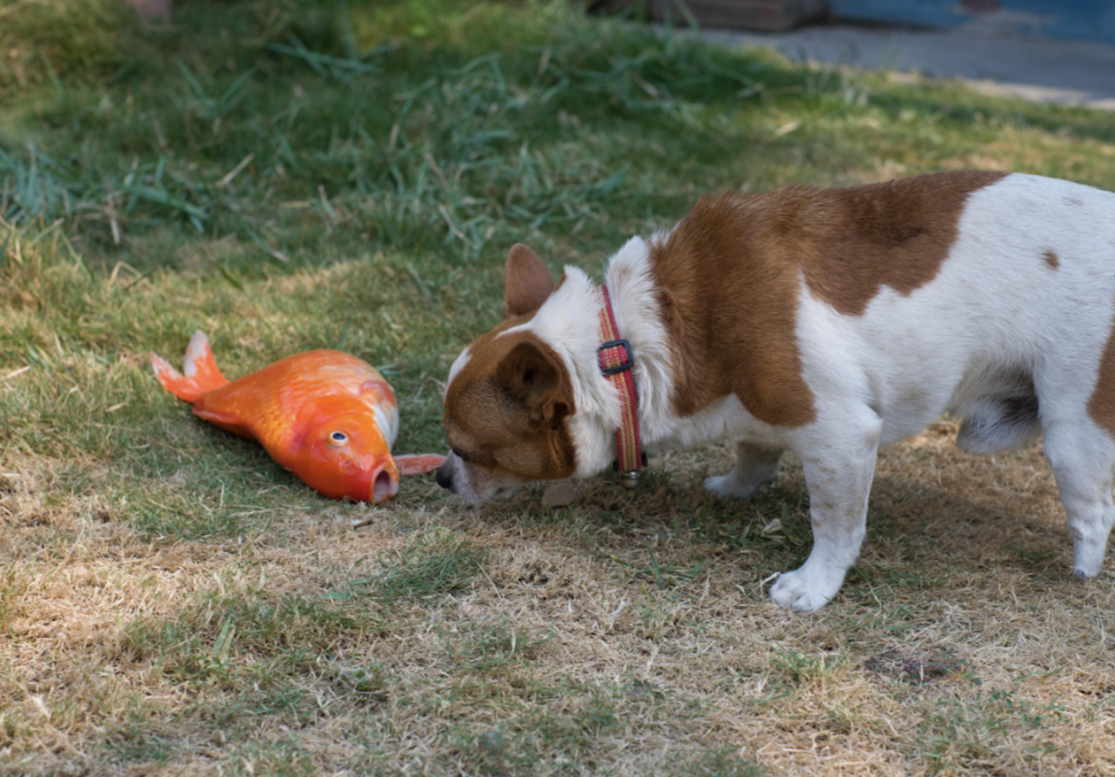 Chien qui sent un poisson 