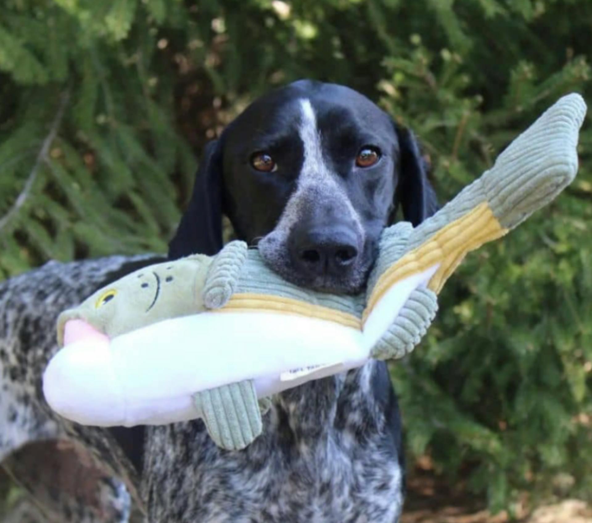 Chien avec une peluche poisson dans la gueule