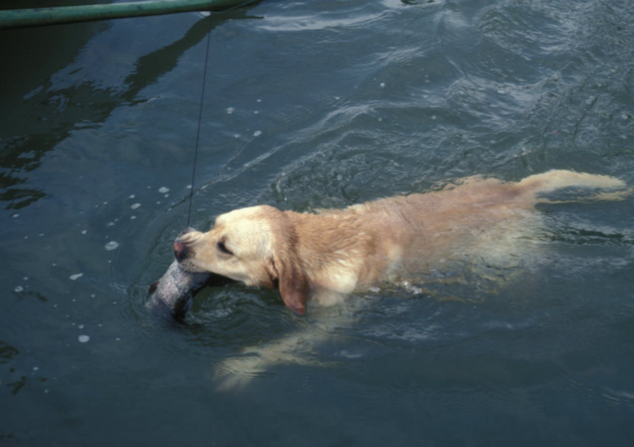 Chien qui nage avec un poisson dans la gueule