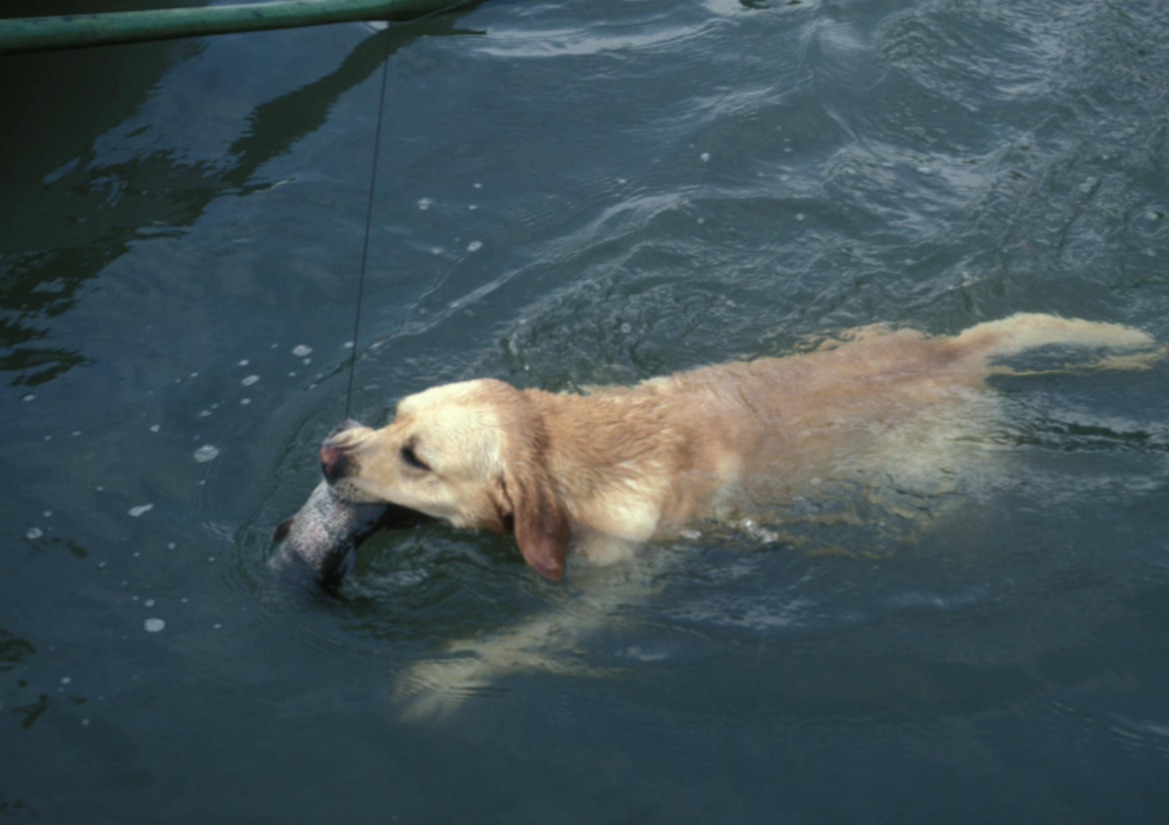 Chien qui nage avec un poisson dans la gueule