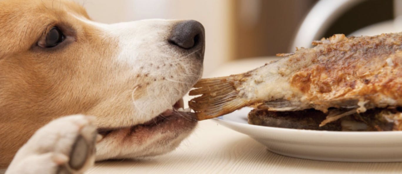 Chien qui essaie de chiper un poisson sur la table à manger