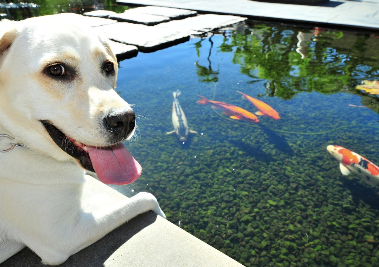 Chien qui regarde des poissons dans un étang