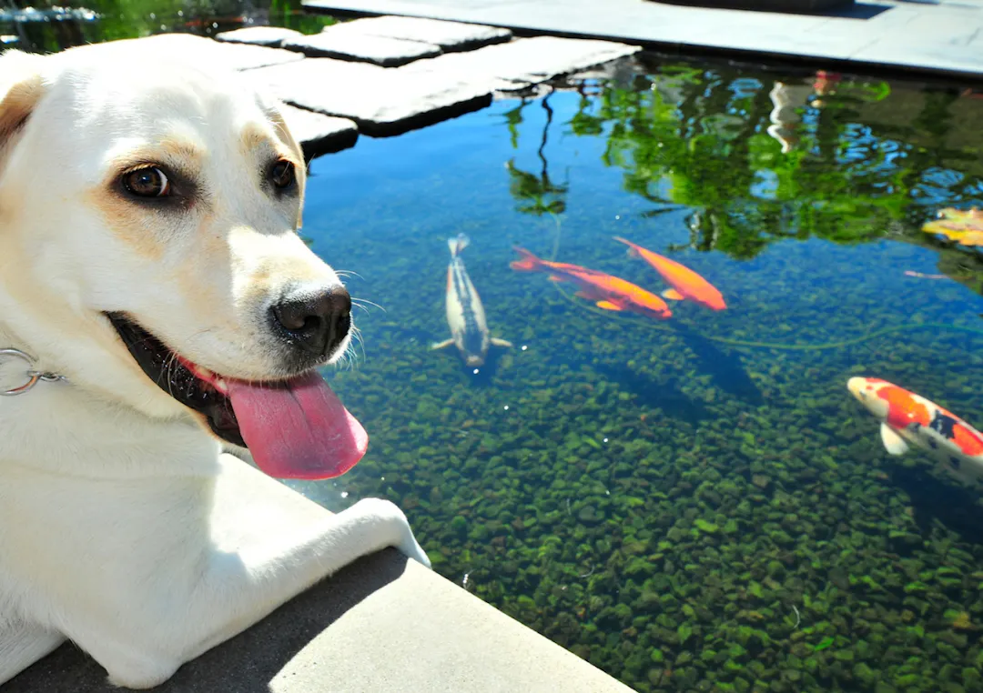 Chien qui regarde des poissons dans un étang 