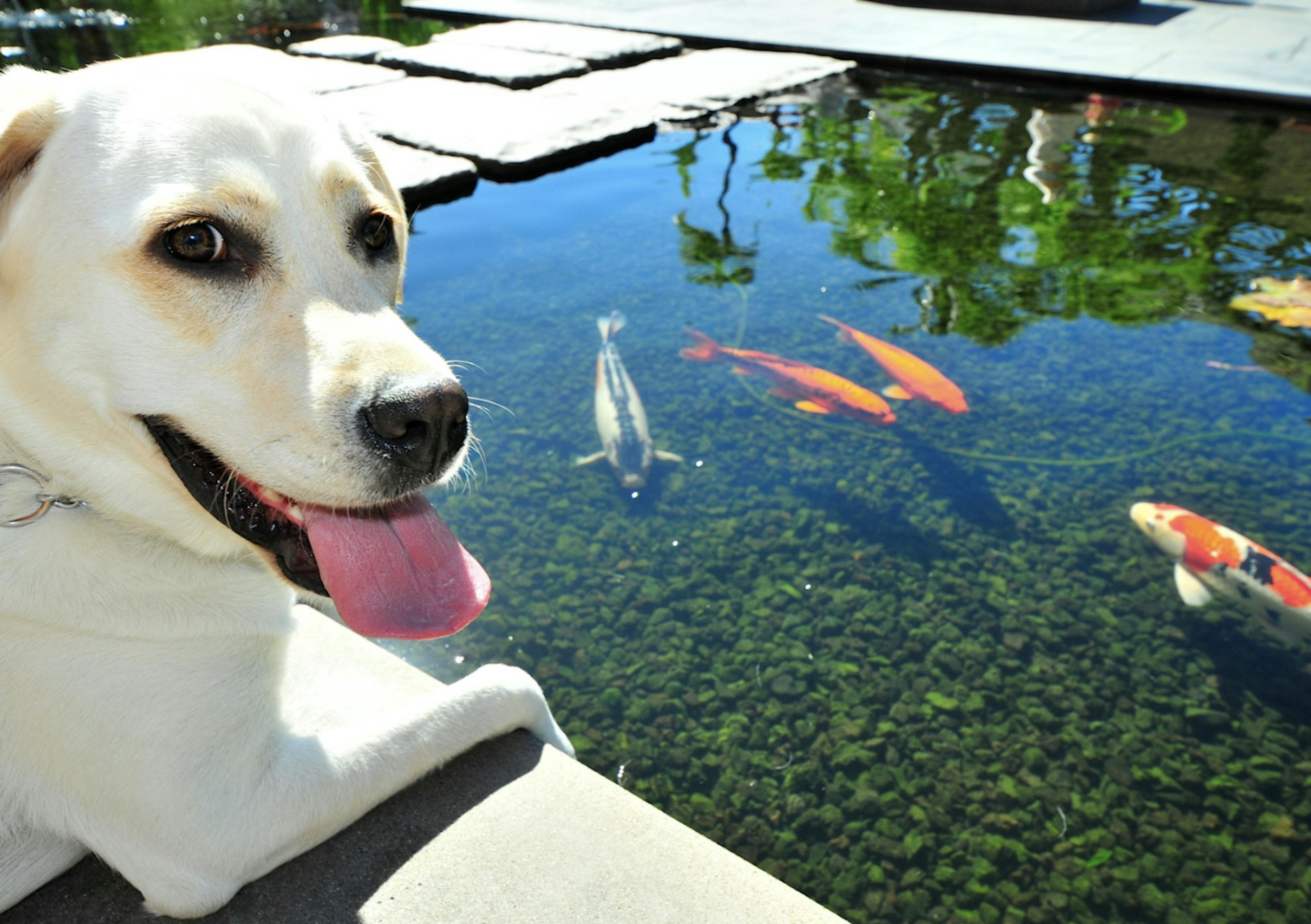 Chien qui regarde des poissons dans un étang 