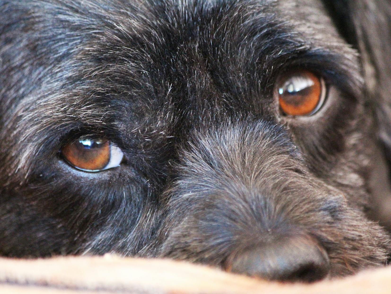 chien noir qui regarde droit devant