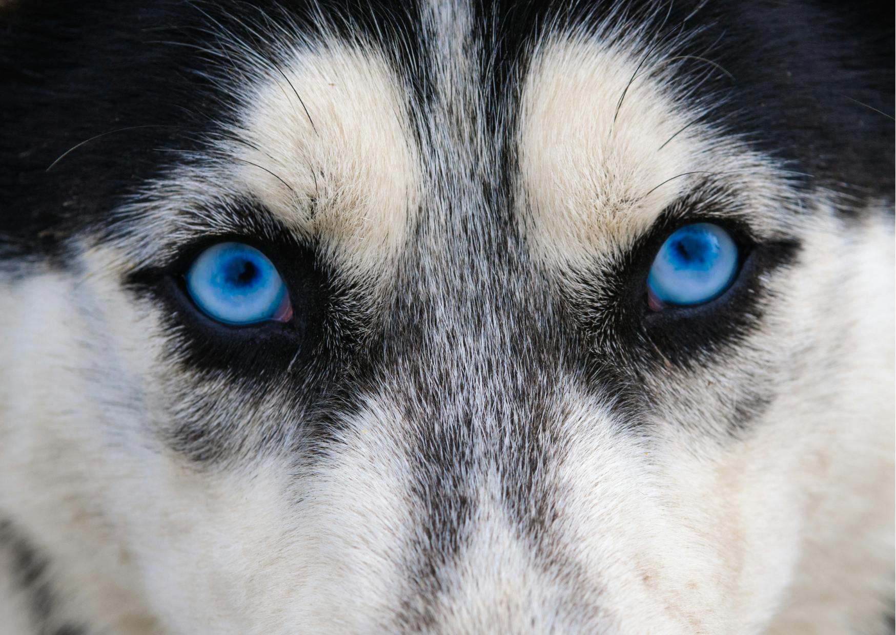 regard d'un husky aux yeux bleus