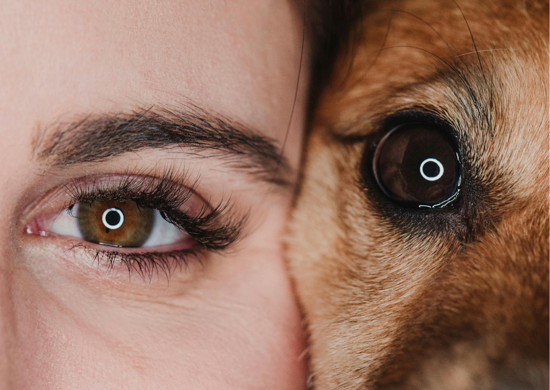zoom sur le regard d'un chien et d'un humain