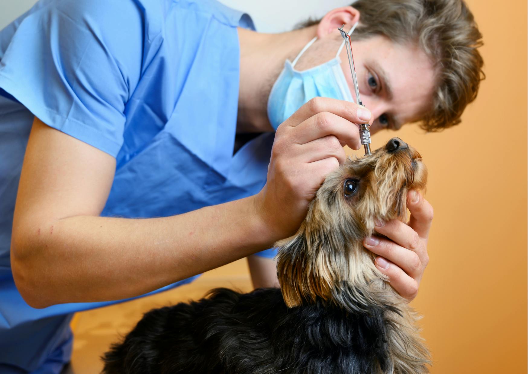 chien yorkshire chez le vétérinaire 