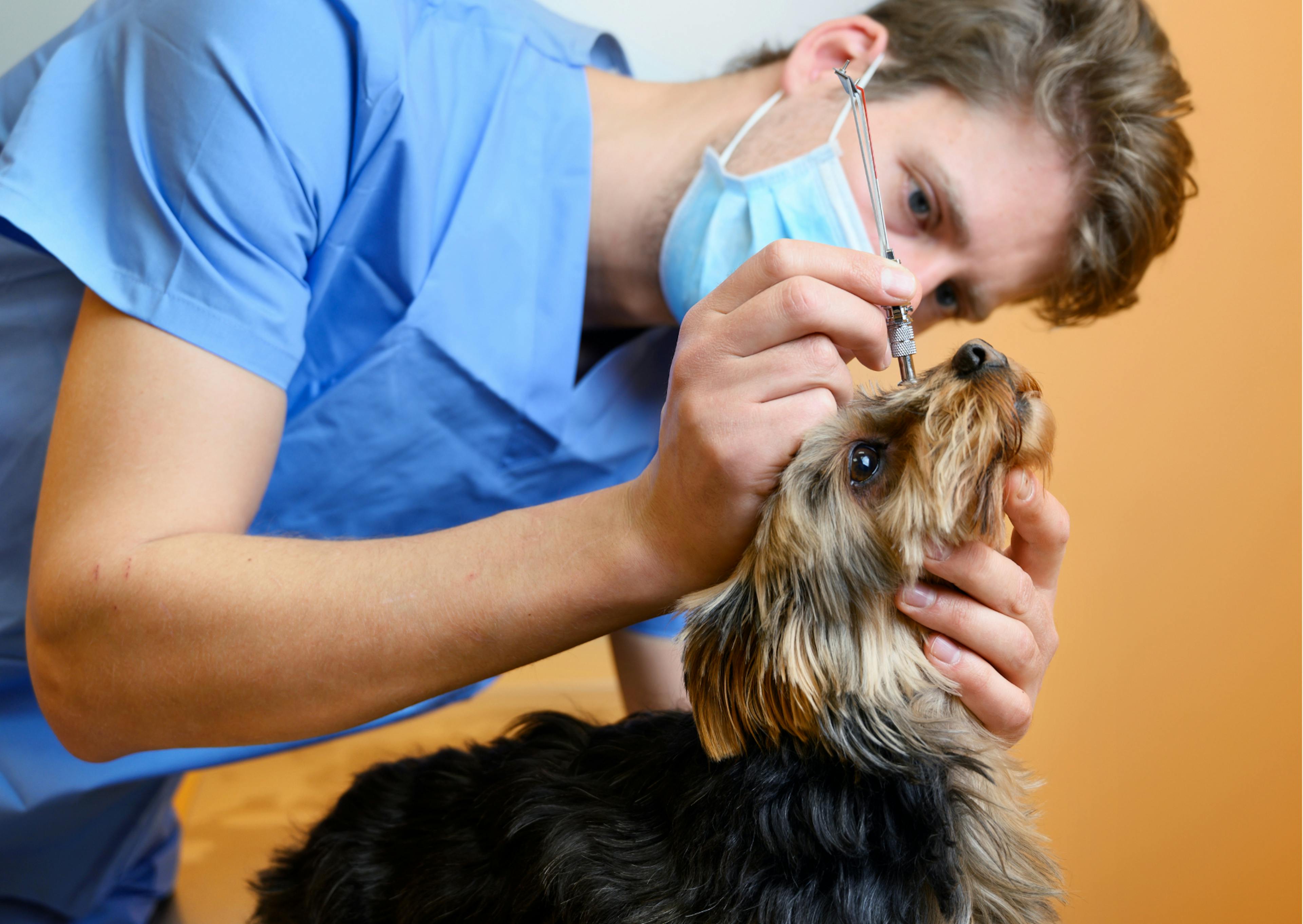 chien yorkshire chez le vétérinaire 