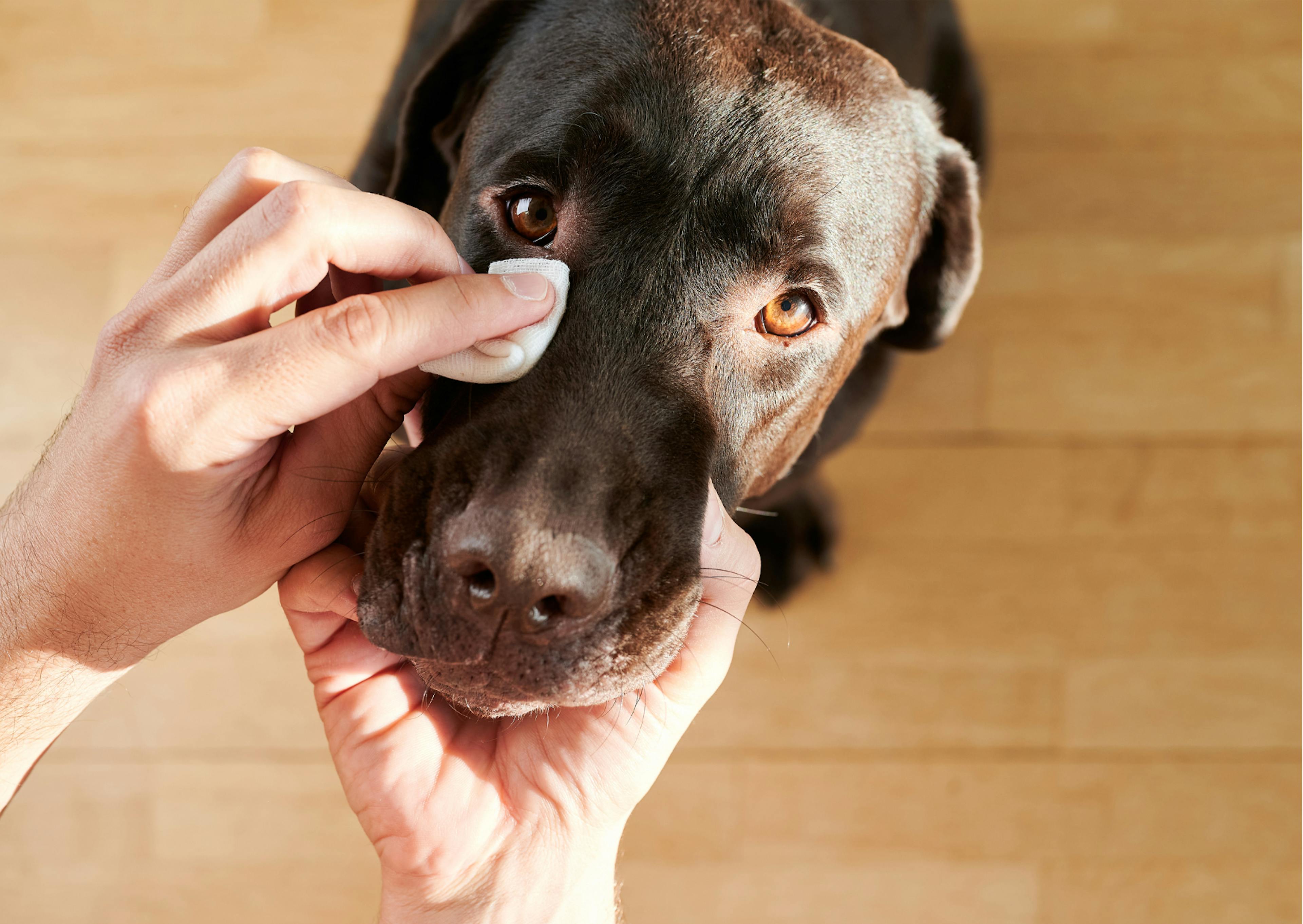 labrador chocolat qui se fait soigner l'oeil