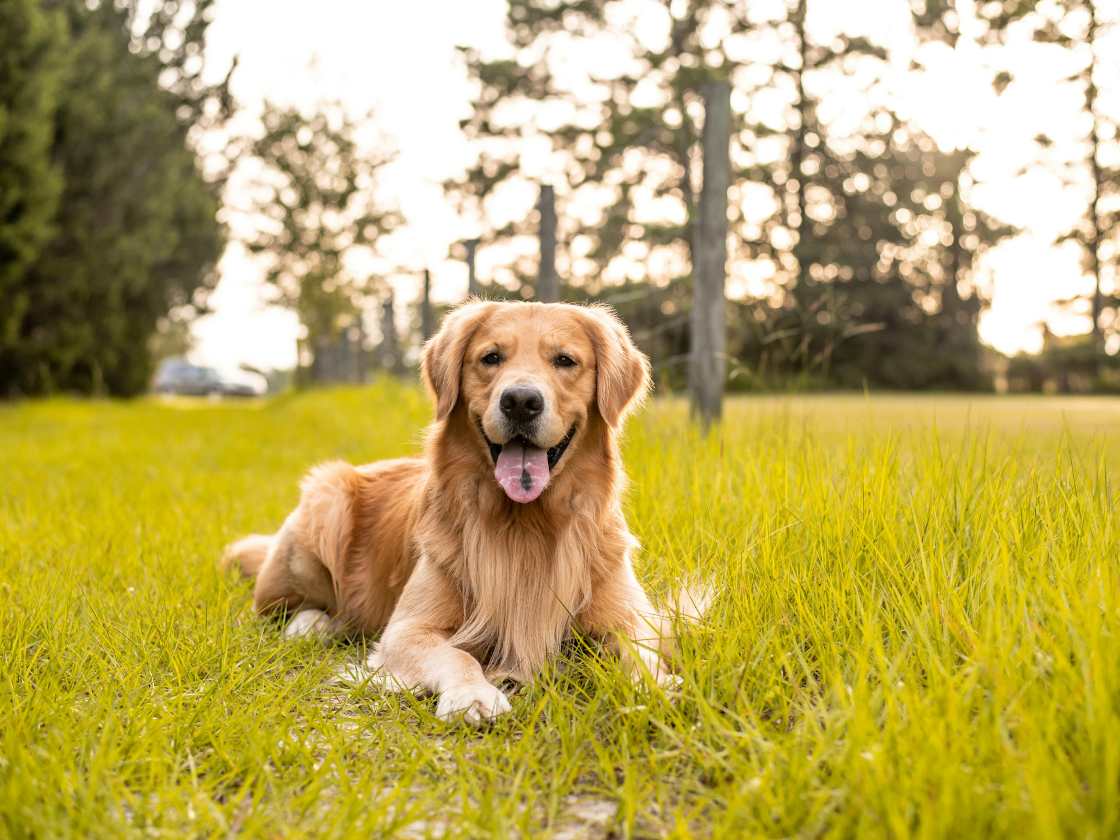 golden retriever couché dans l'herbe 