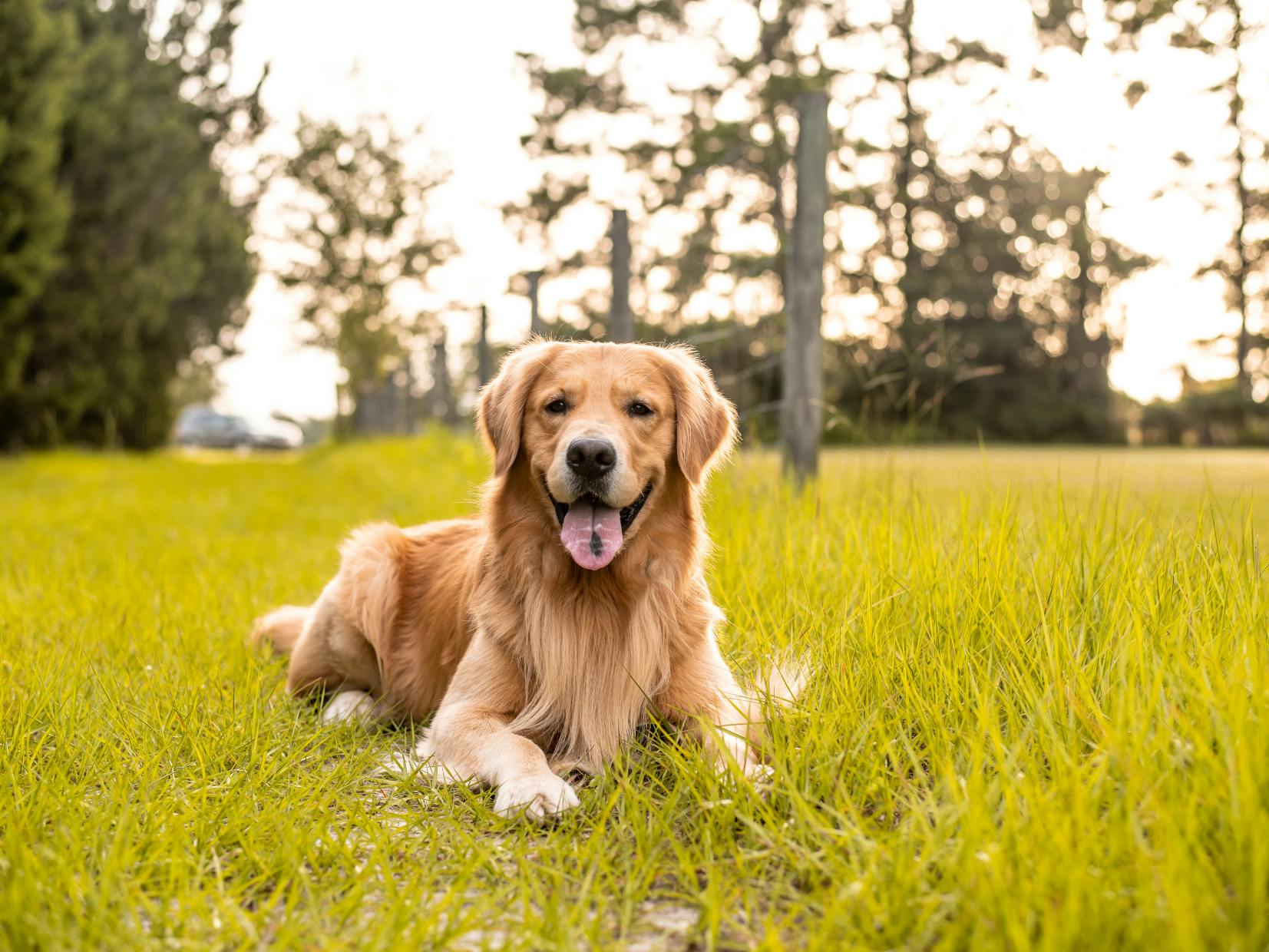golden retriever couché dans l'herbe