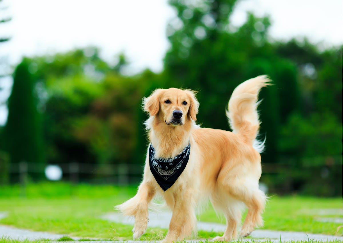 Golden retriever beige avec un bandana noir