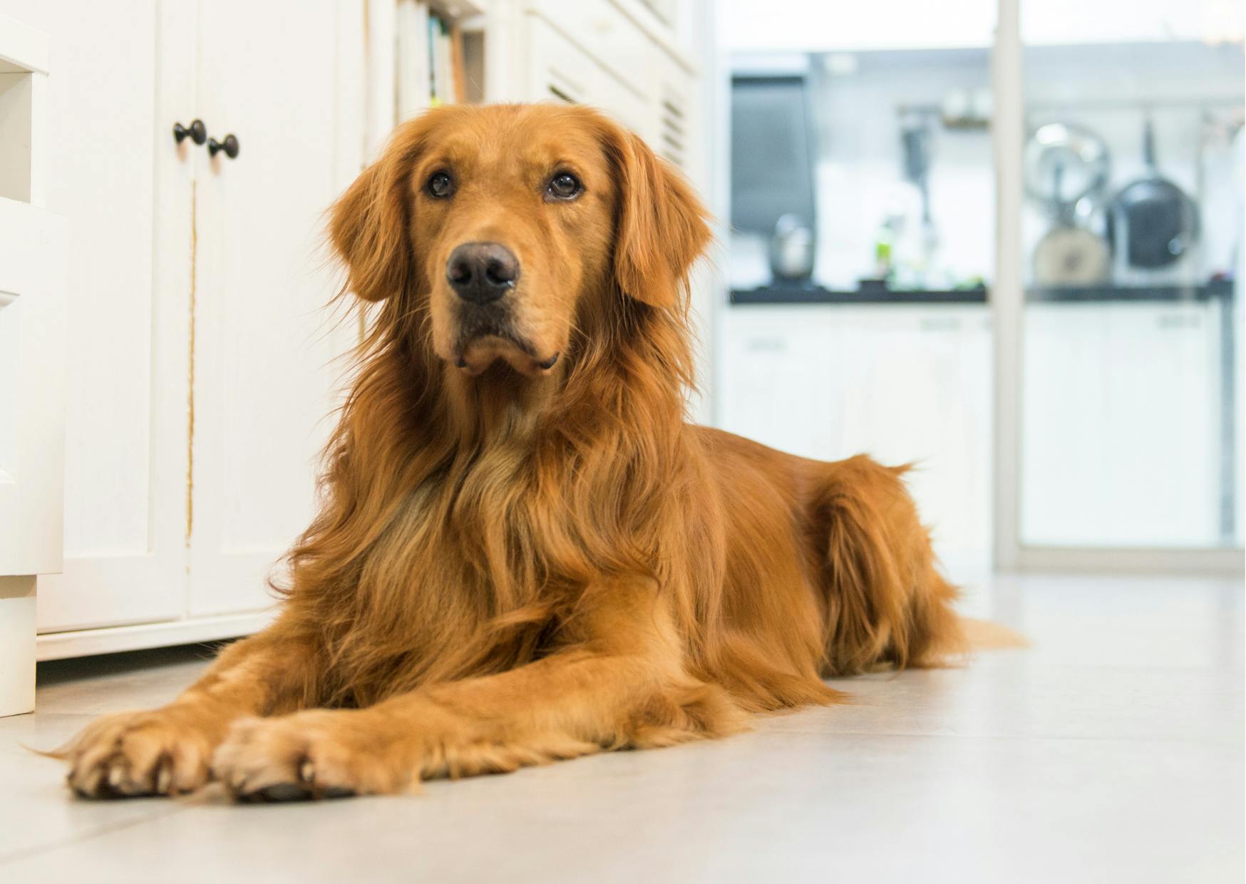 golden retriever fauve couché dans une cuisine