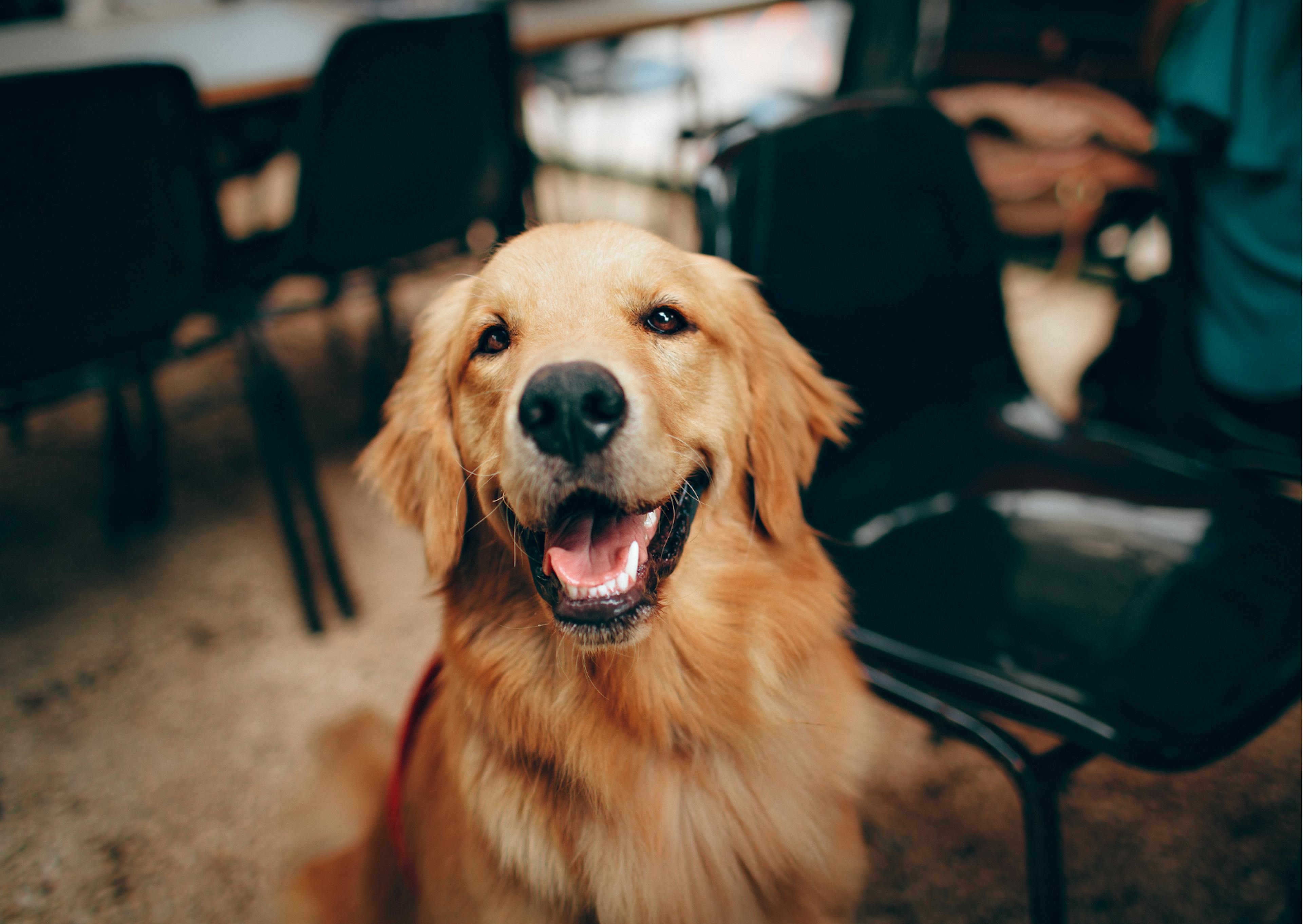 golden retriever beige qui sourit 