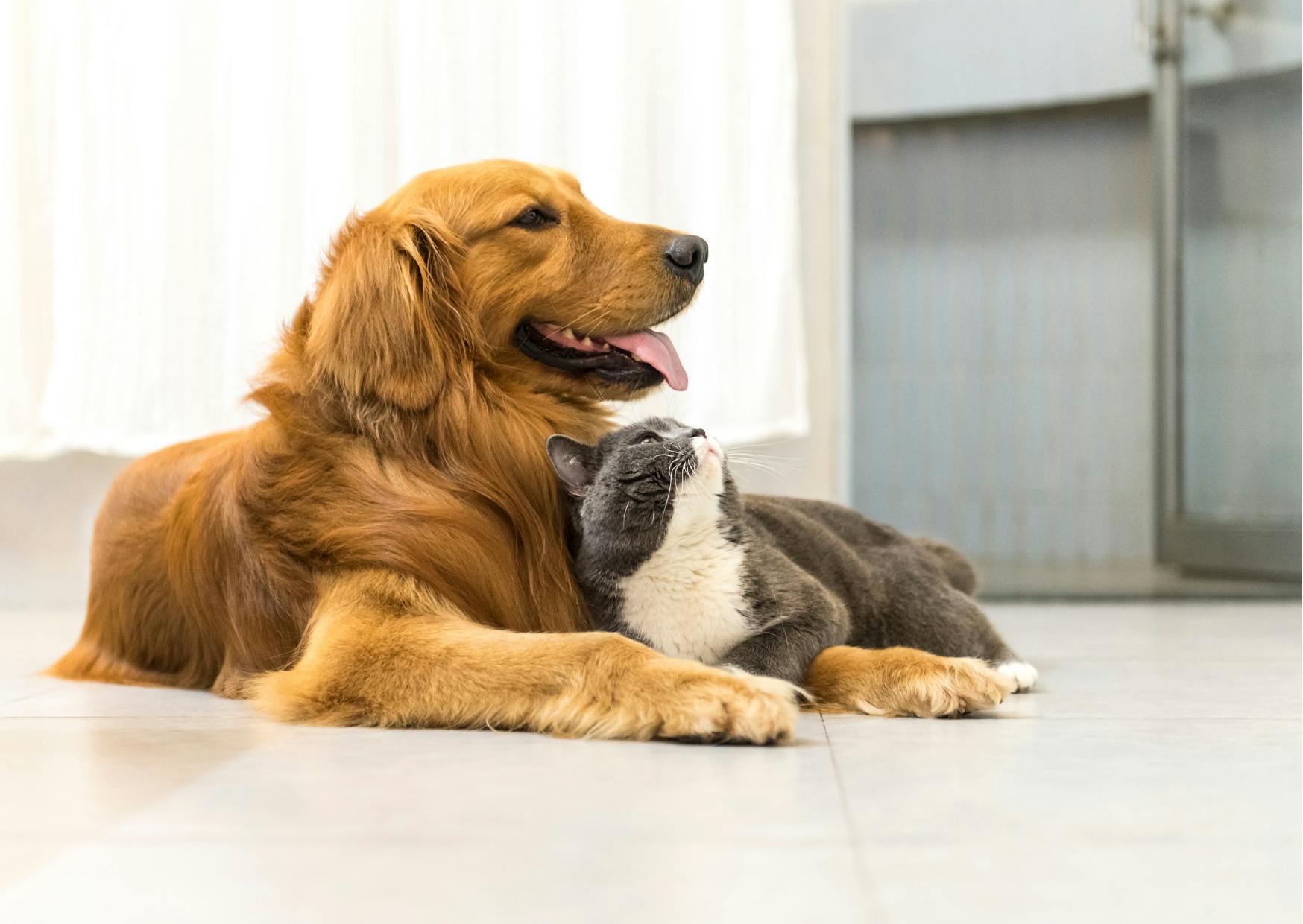 golden retriever avec un chat