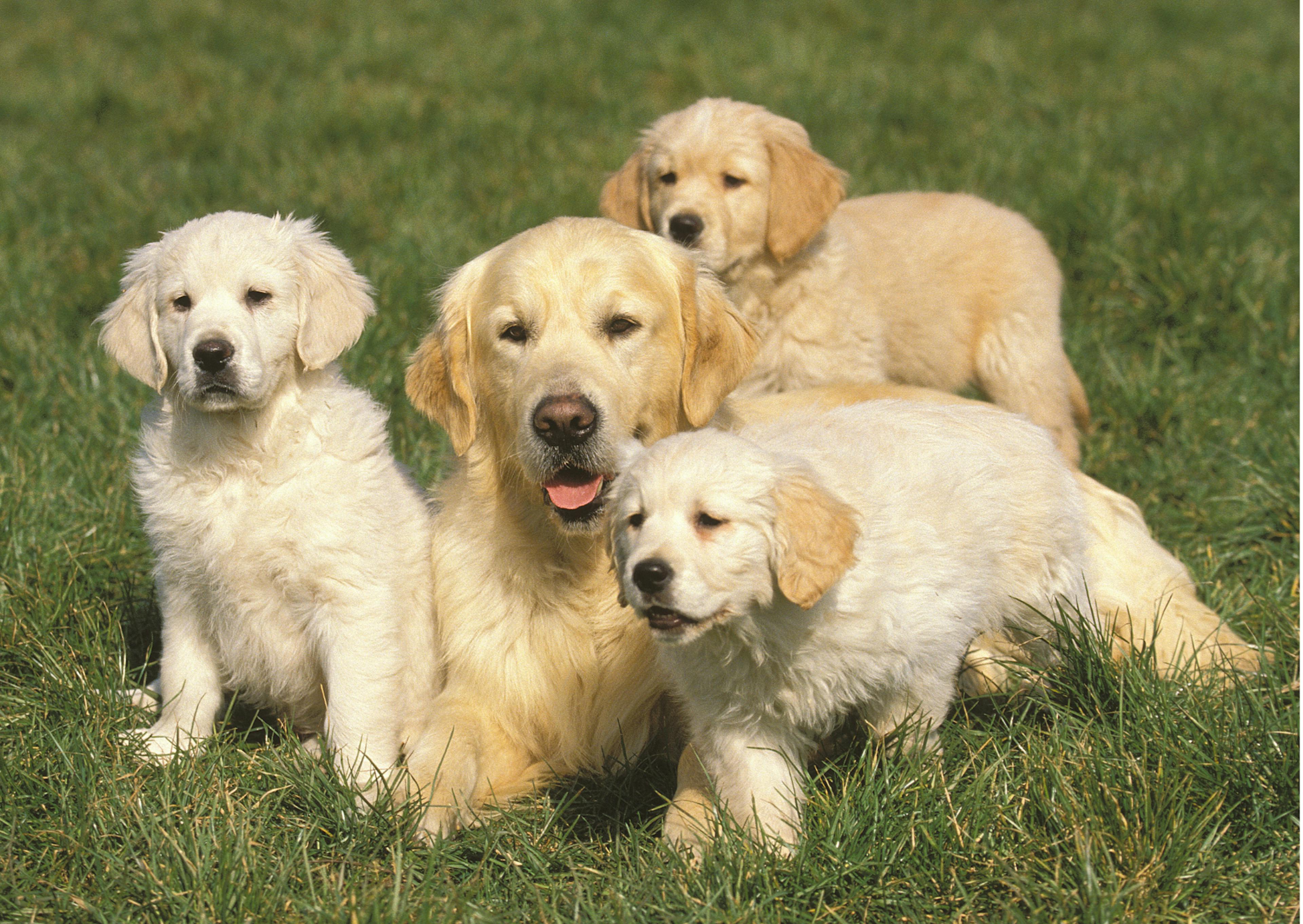 famille de golden retriever beiges