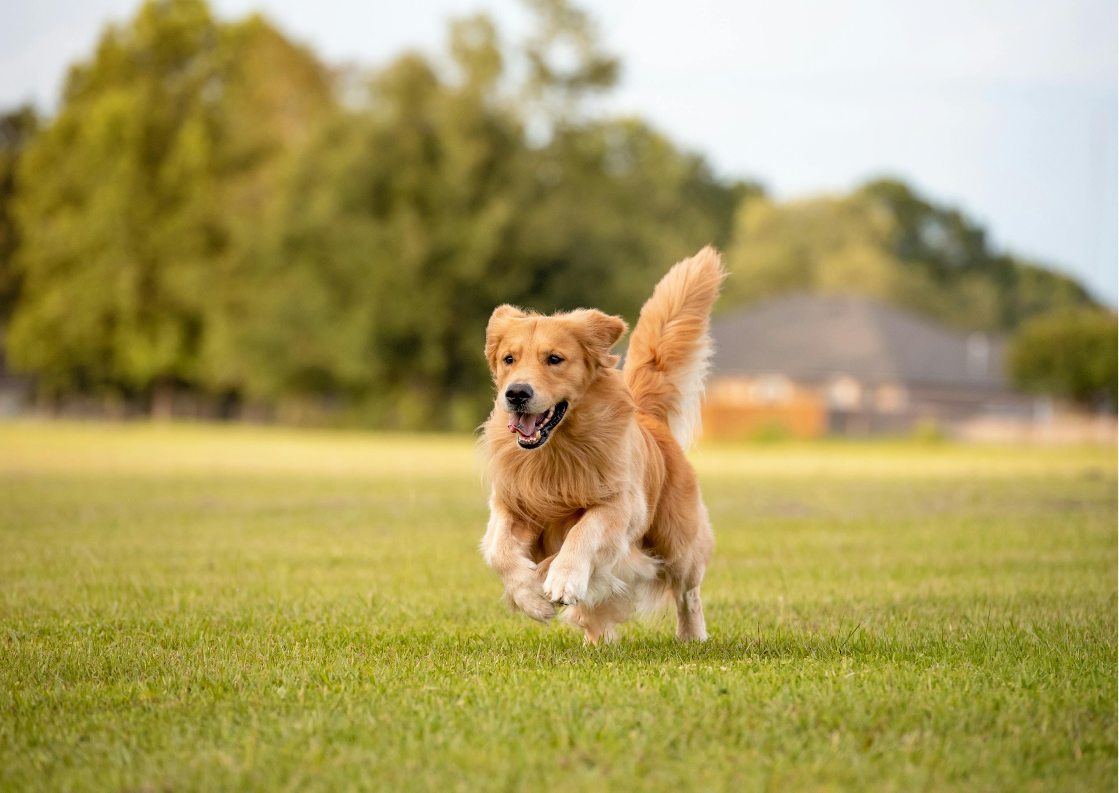 golden retriever qui court dans l'herbe