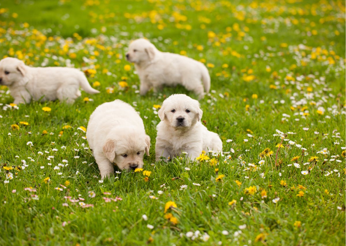chiots golden retriever dans l'herbe au milieu des fleurs