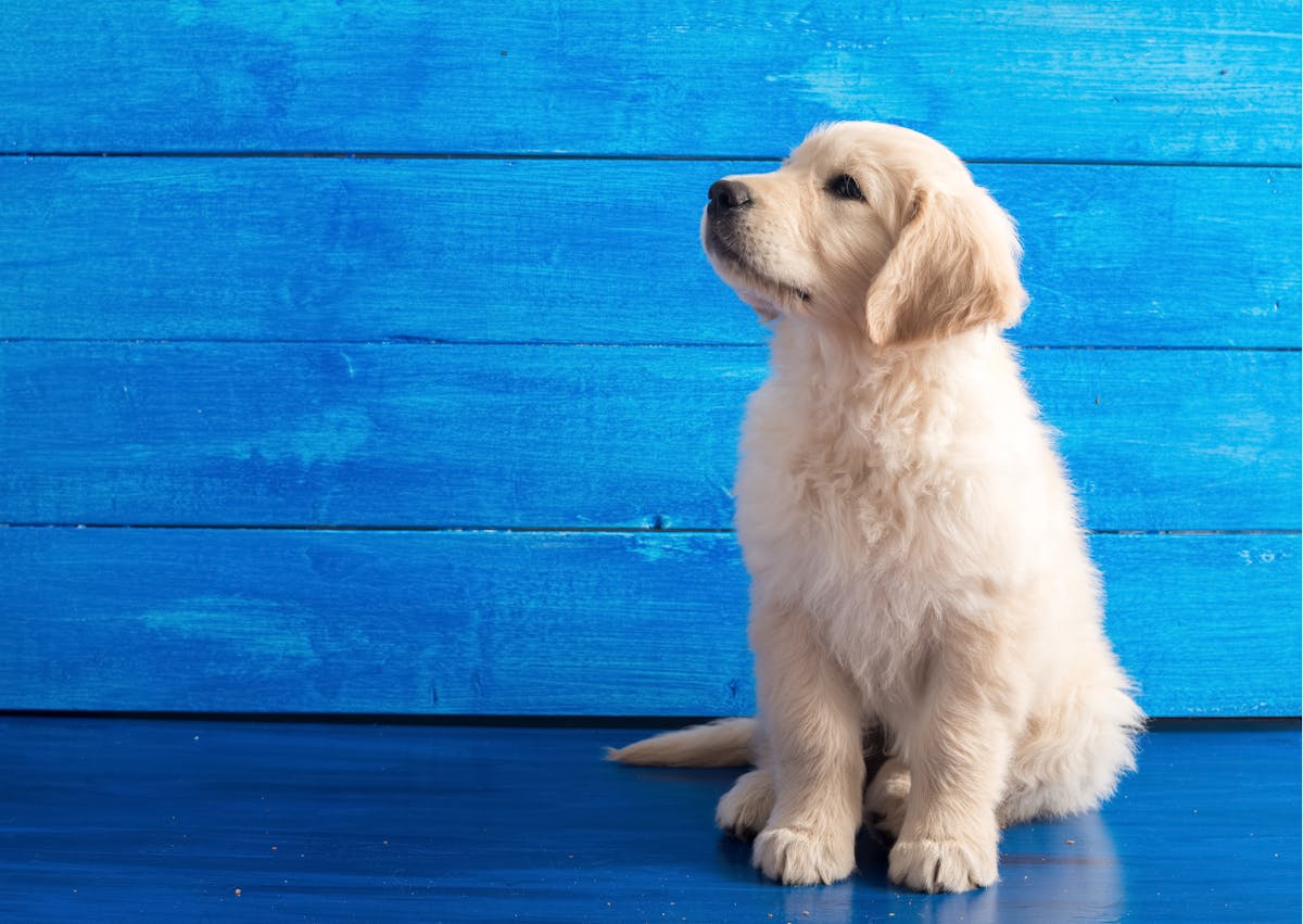 chiot golden retriever beige assis devant un fond bleu