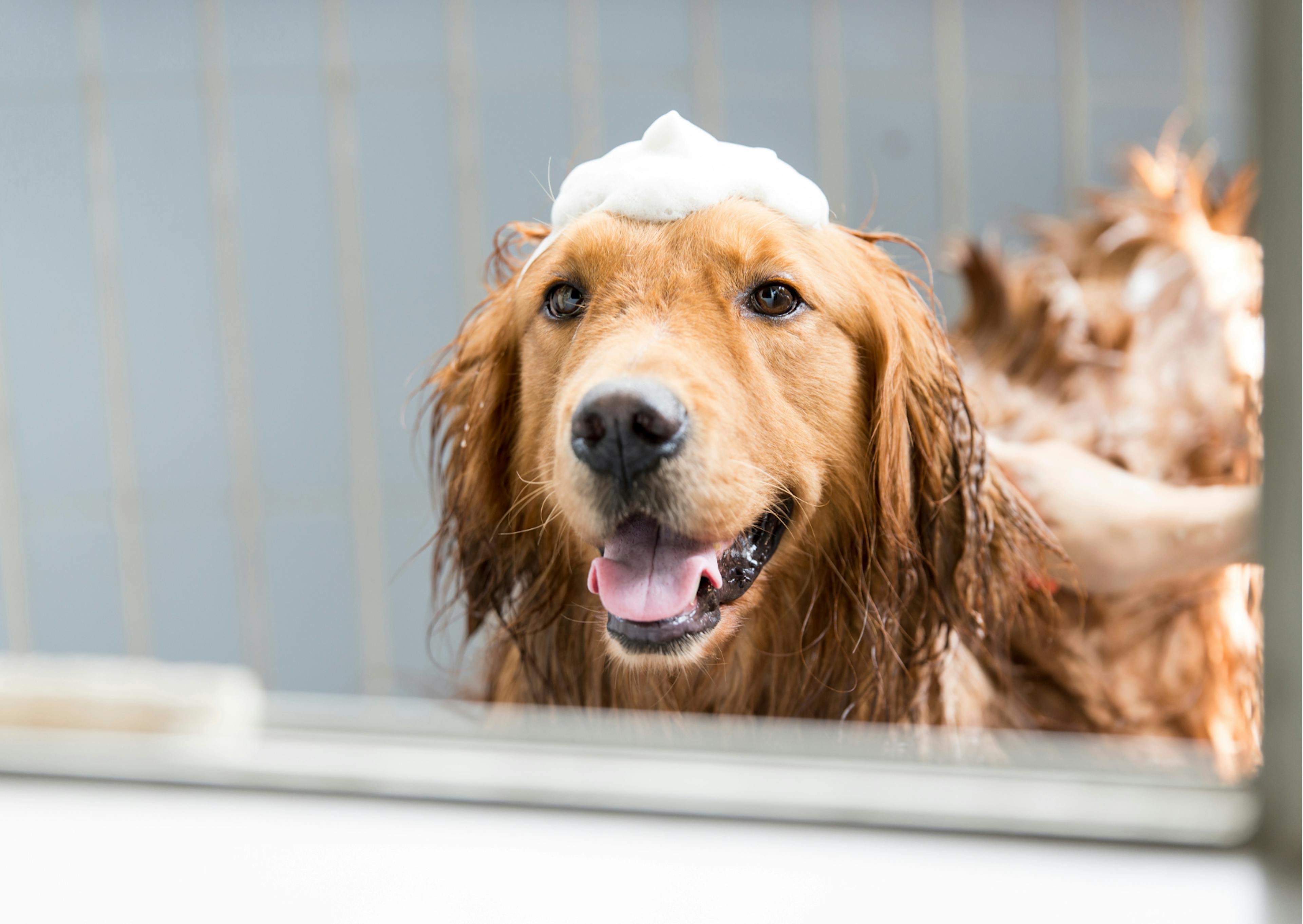 golden retriever dans la beignoire avec de la mousse sur la tête 