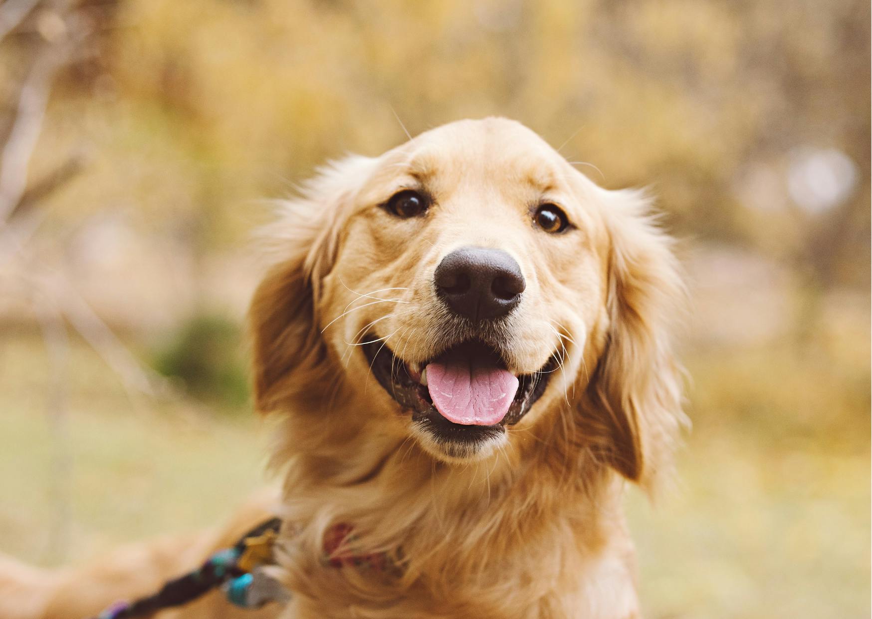 golden retriever qui sourit en regardant l'objectif
