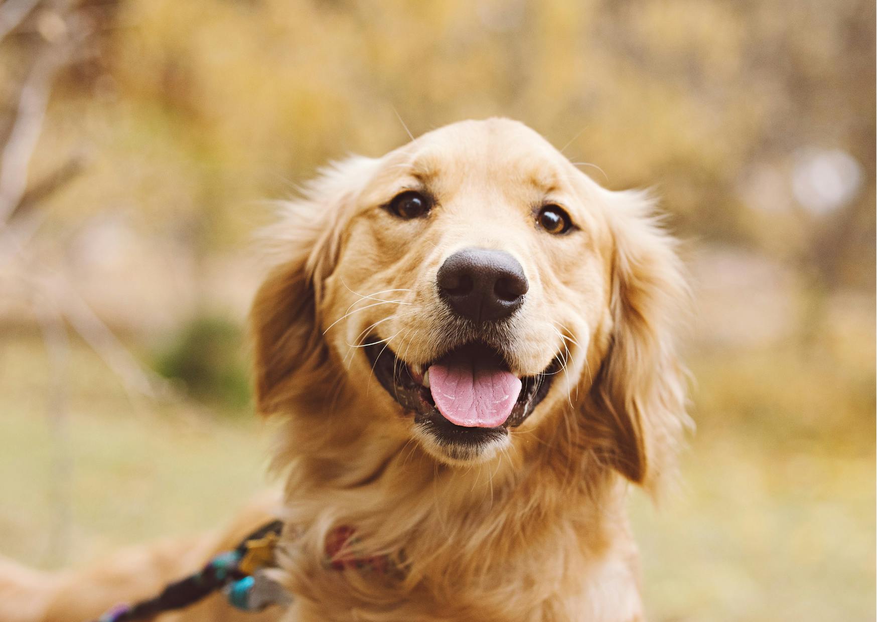 golden retriever qui sourit en regardant l'objectif 