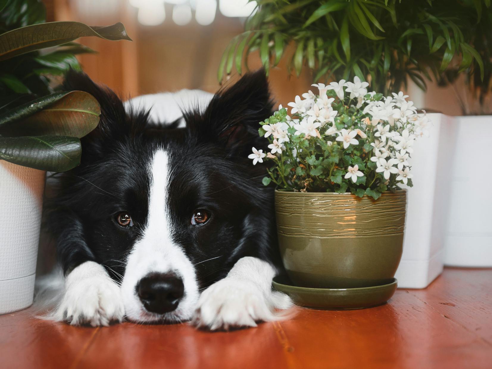 chien border collie allongé à côté d'un pot de fleurs 