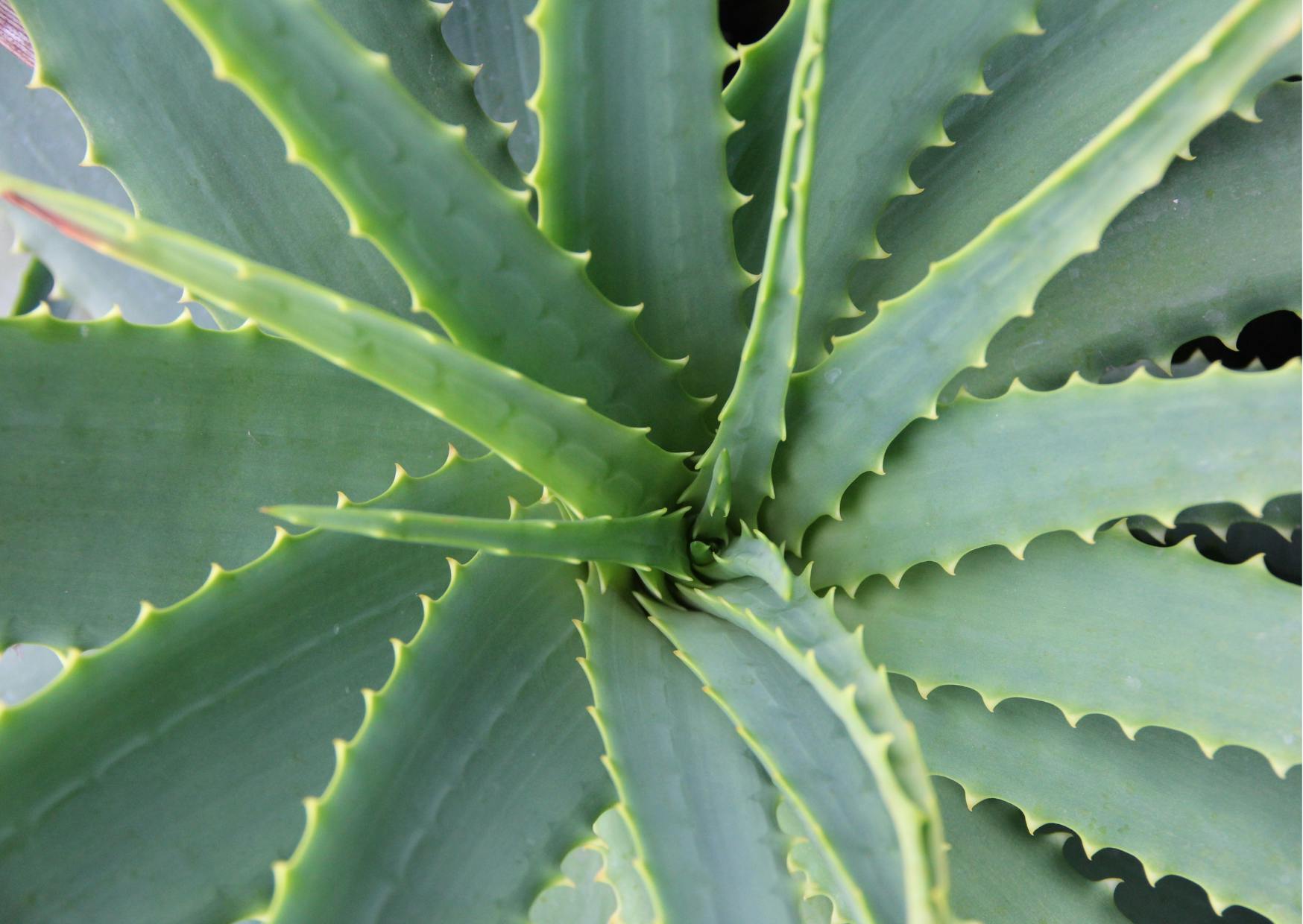 plante aloe vera 