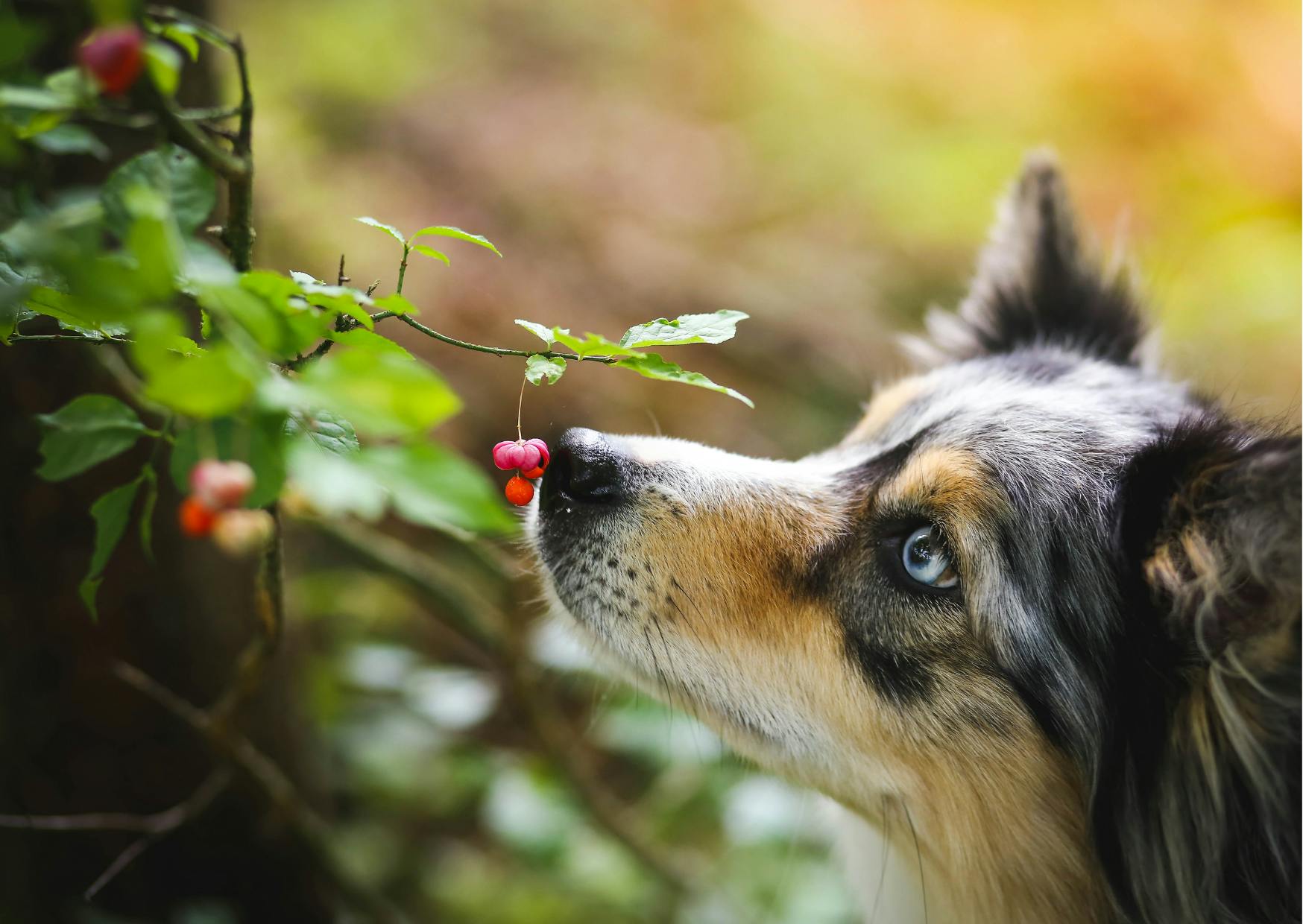 chien qui sent une plante toxique