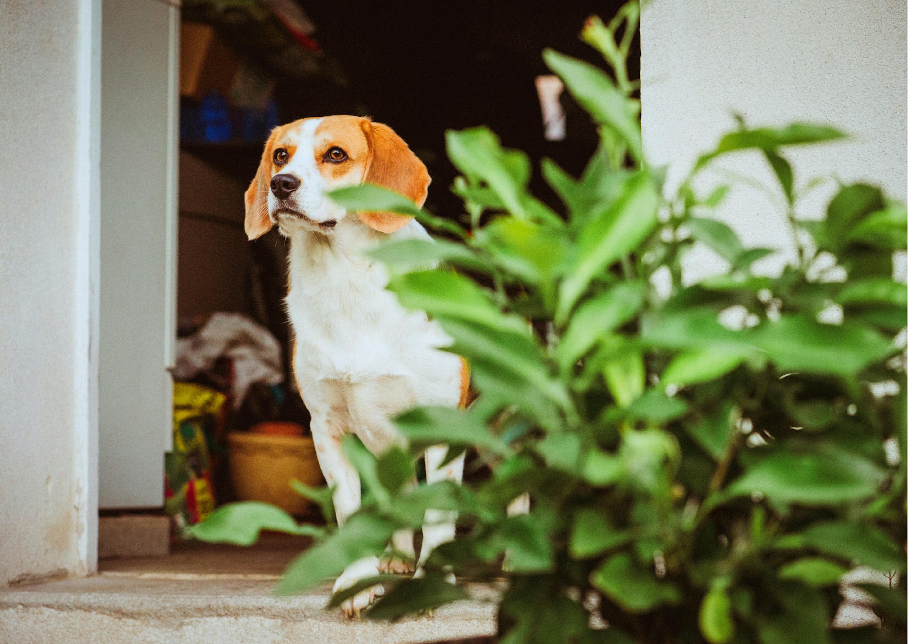 chien caché derrière une plante